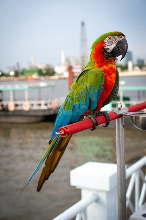 Thor – Military Macaw