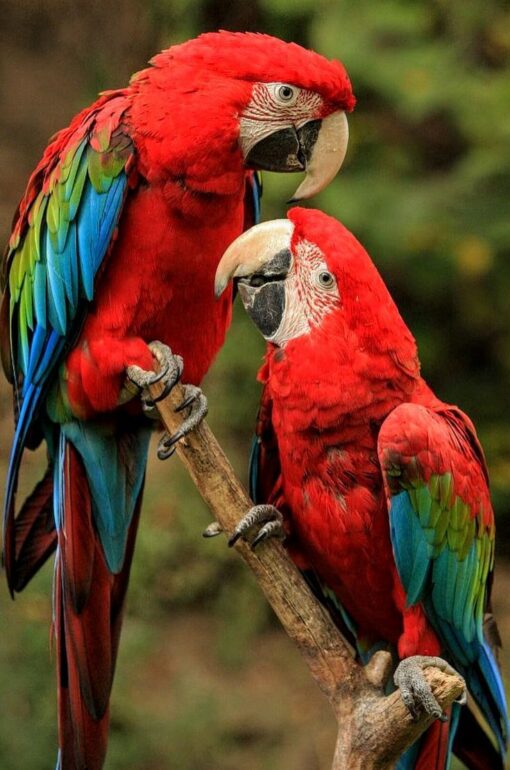 Green-winged Macaws
