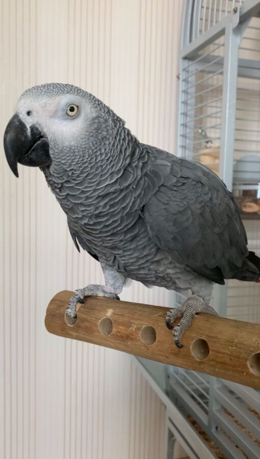 Nana- African grey parrot for sale