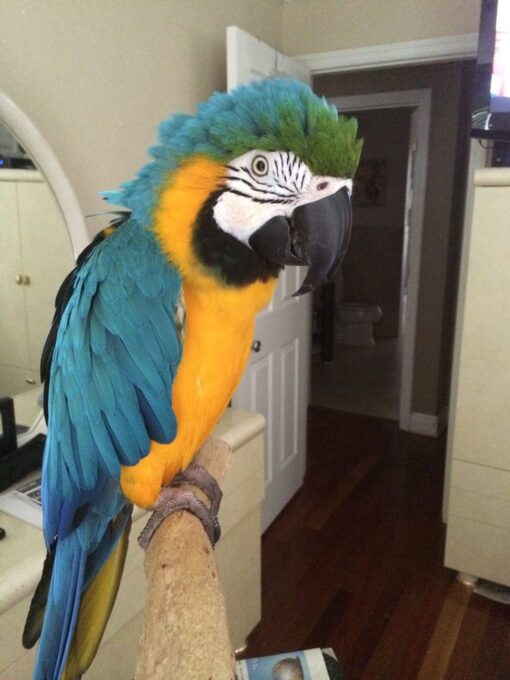 Virgin - blue and gold Macaw for Sale