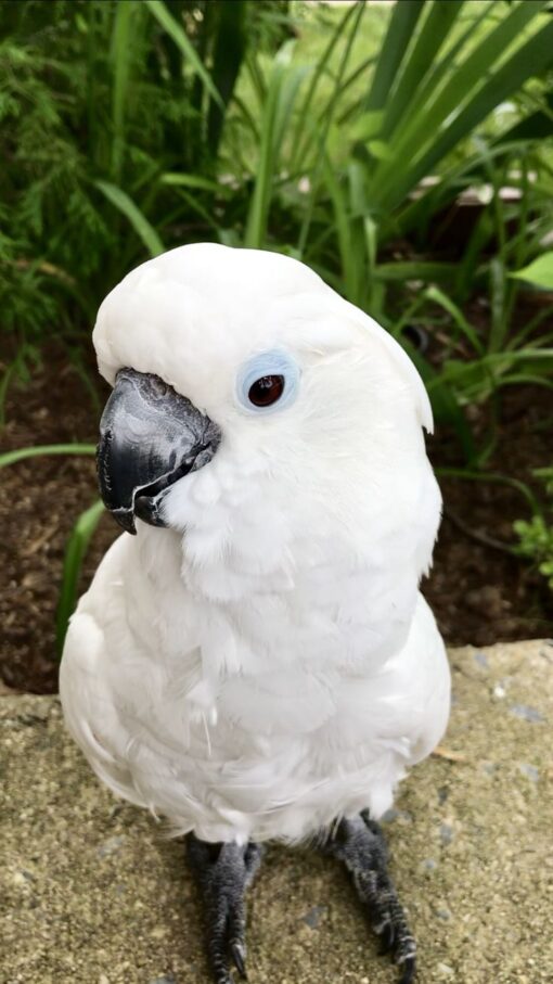 Paris – White Cockatoo