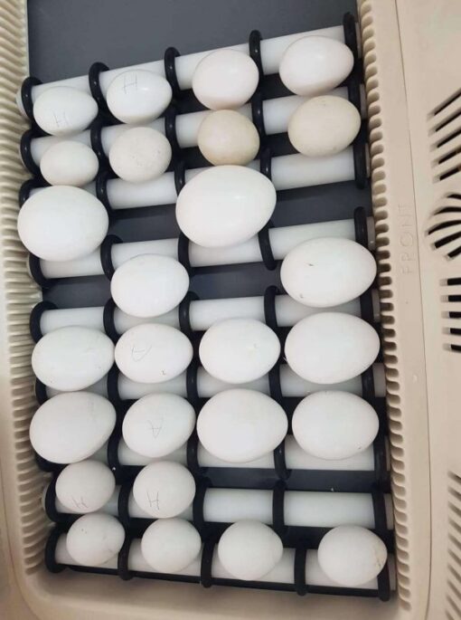 Buy harlequin macaw eggs
