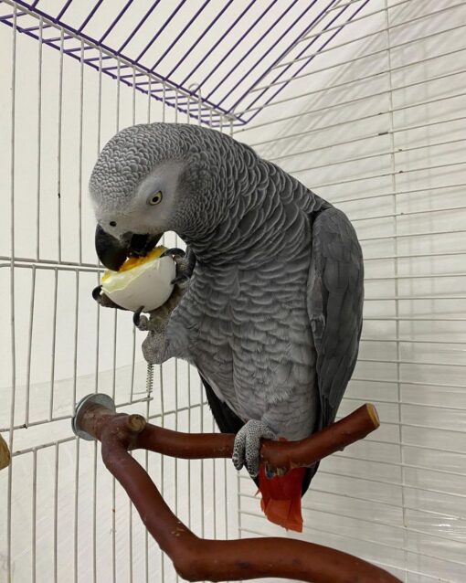 Paola - African grey parrots for sale